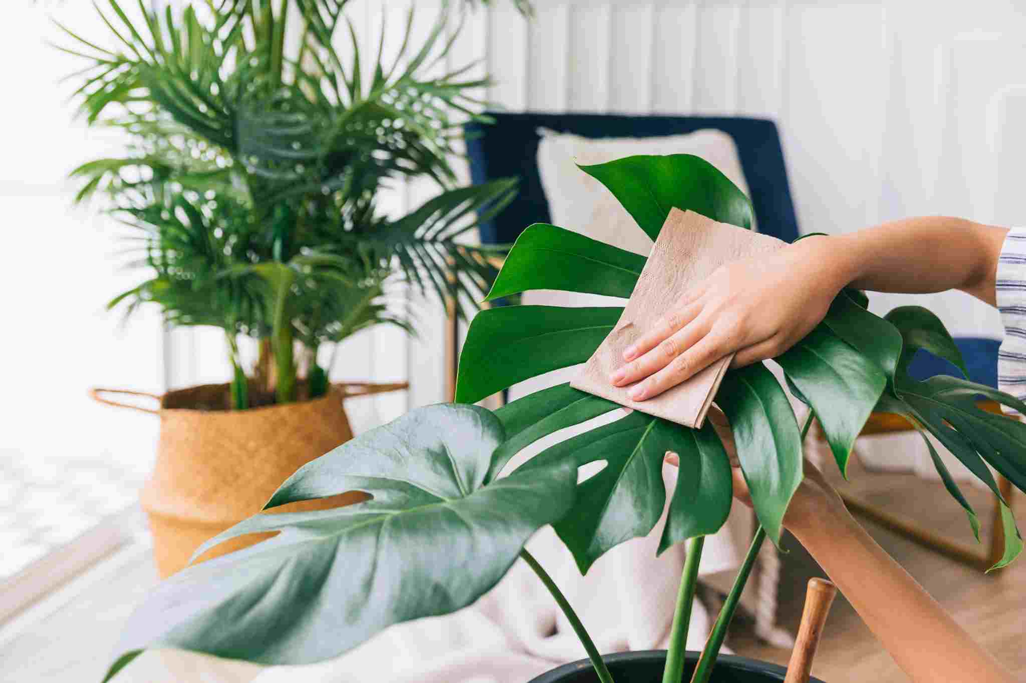 dust being wiped off monstera leaf