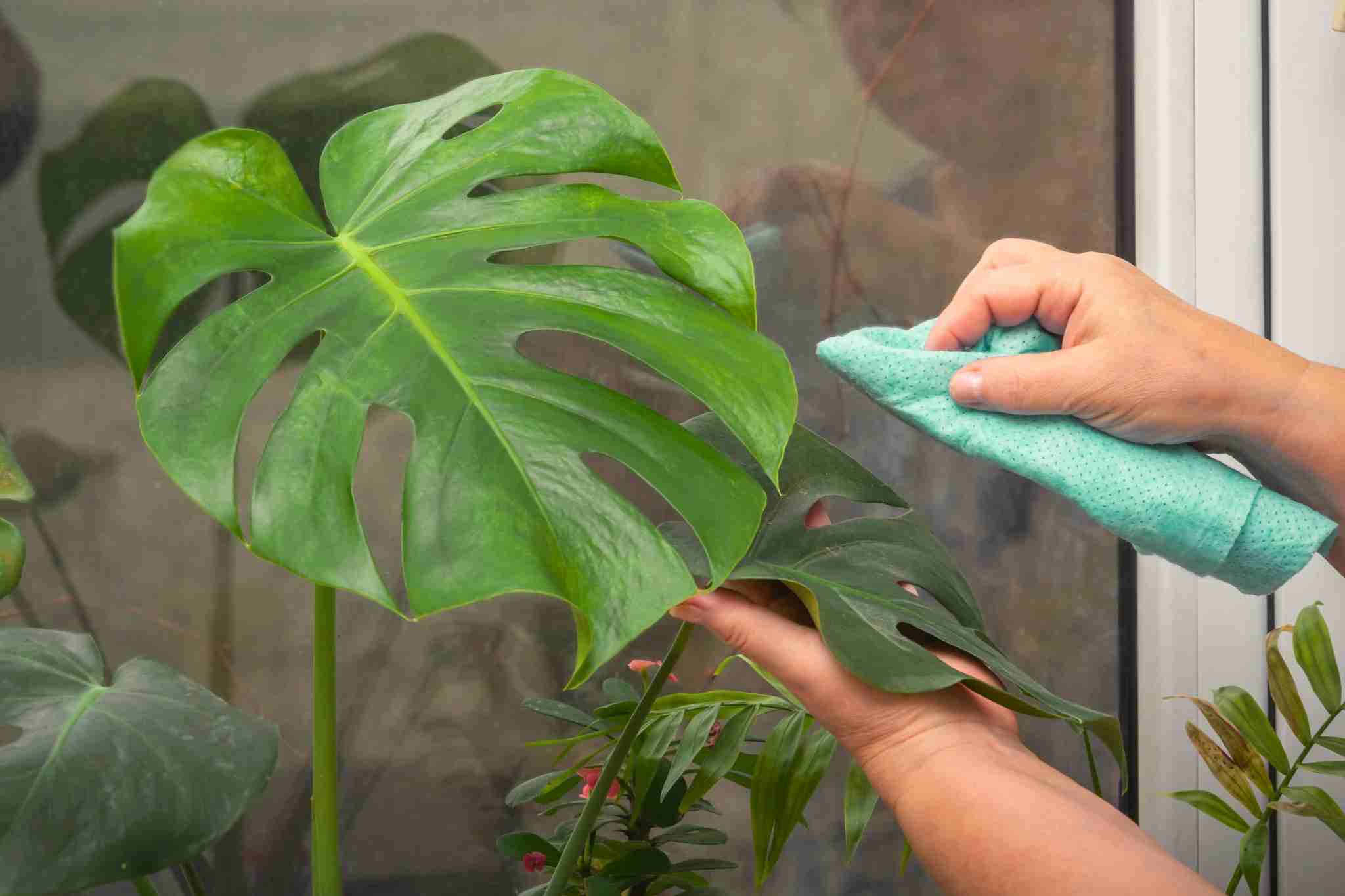 large monstera leaf being cleaned