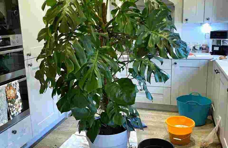 How much water does a monstera need