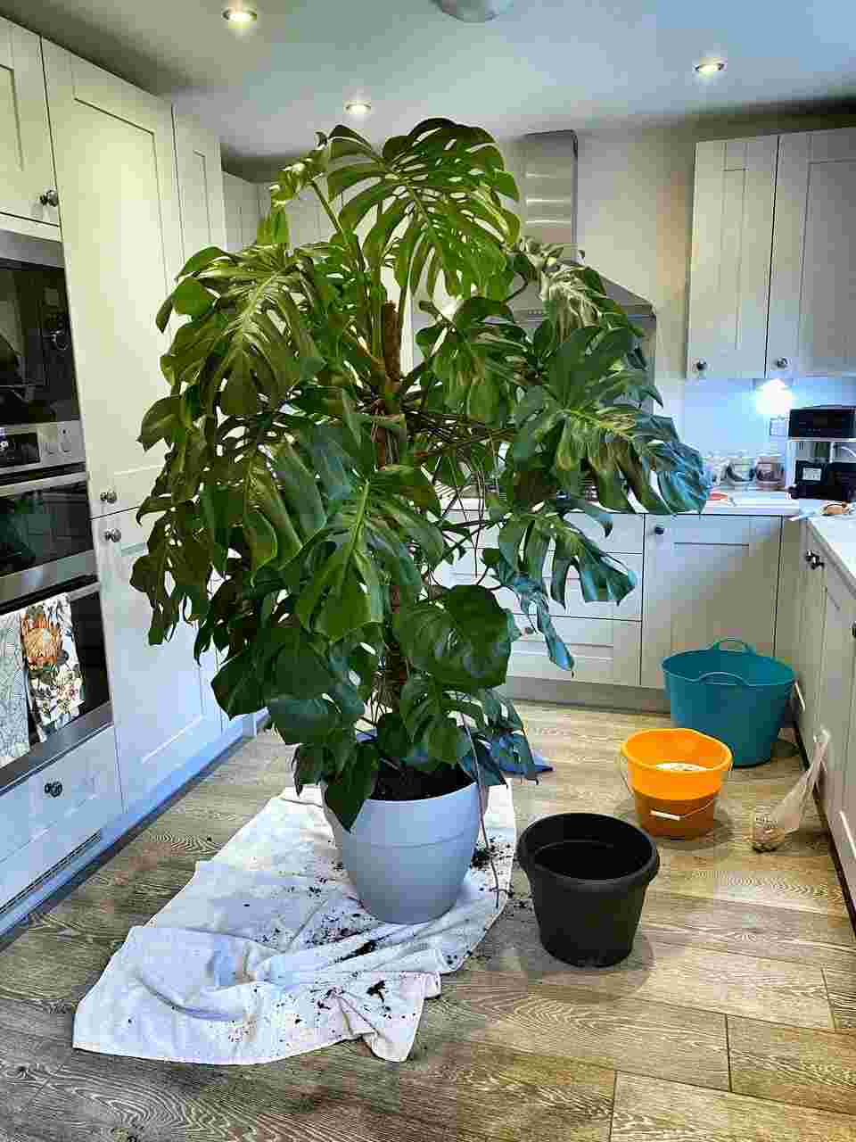 How much water does a monstera need