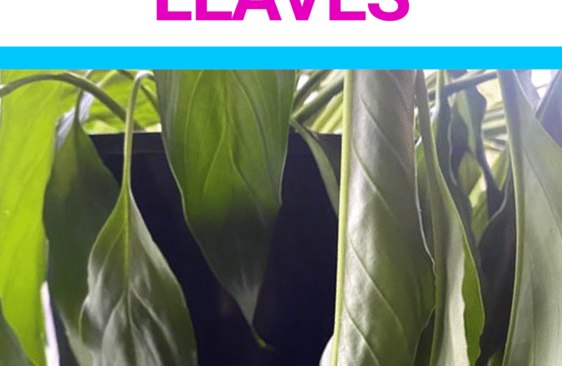 8 Reasons Your Peace Lily Is Drooping (And How to Revive It) 8 Reasons Your Peace Lily Is Drooping (And How to Revive It)