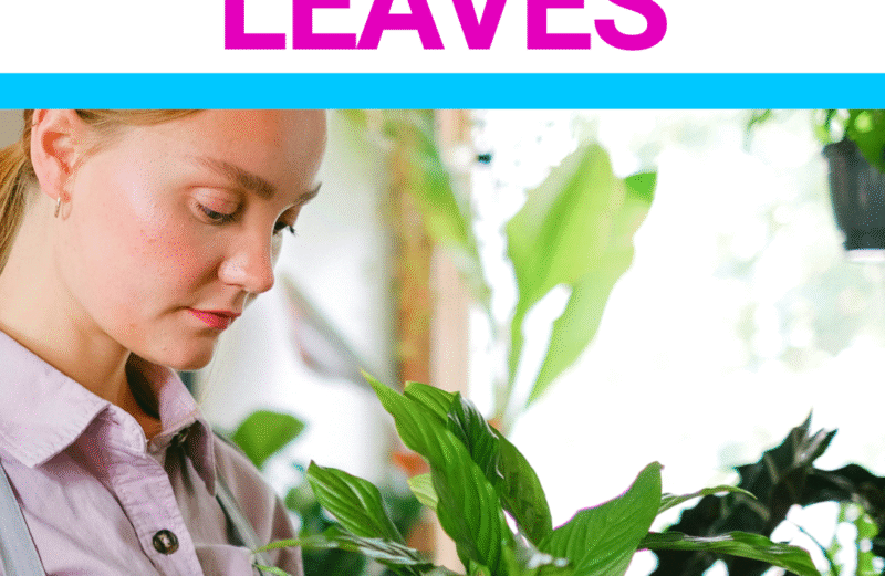 How to Prune a Peace Lily: A Step By Step Guide