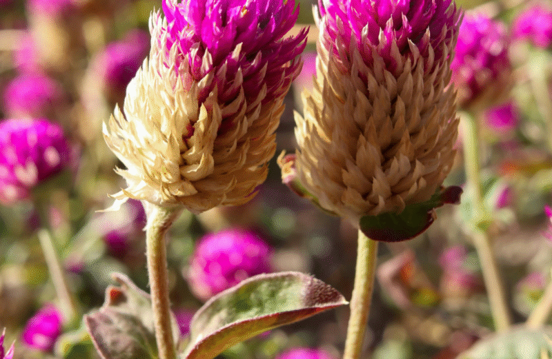 11+ Plants Not to Plant with Amaranthus Plants not to plant with amaranthus