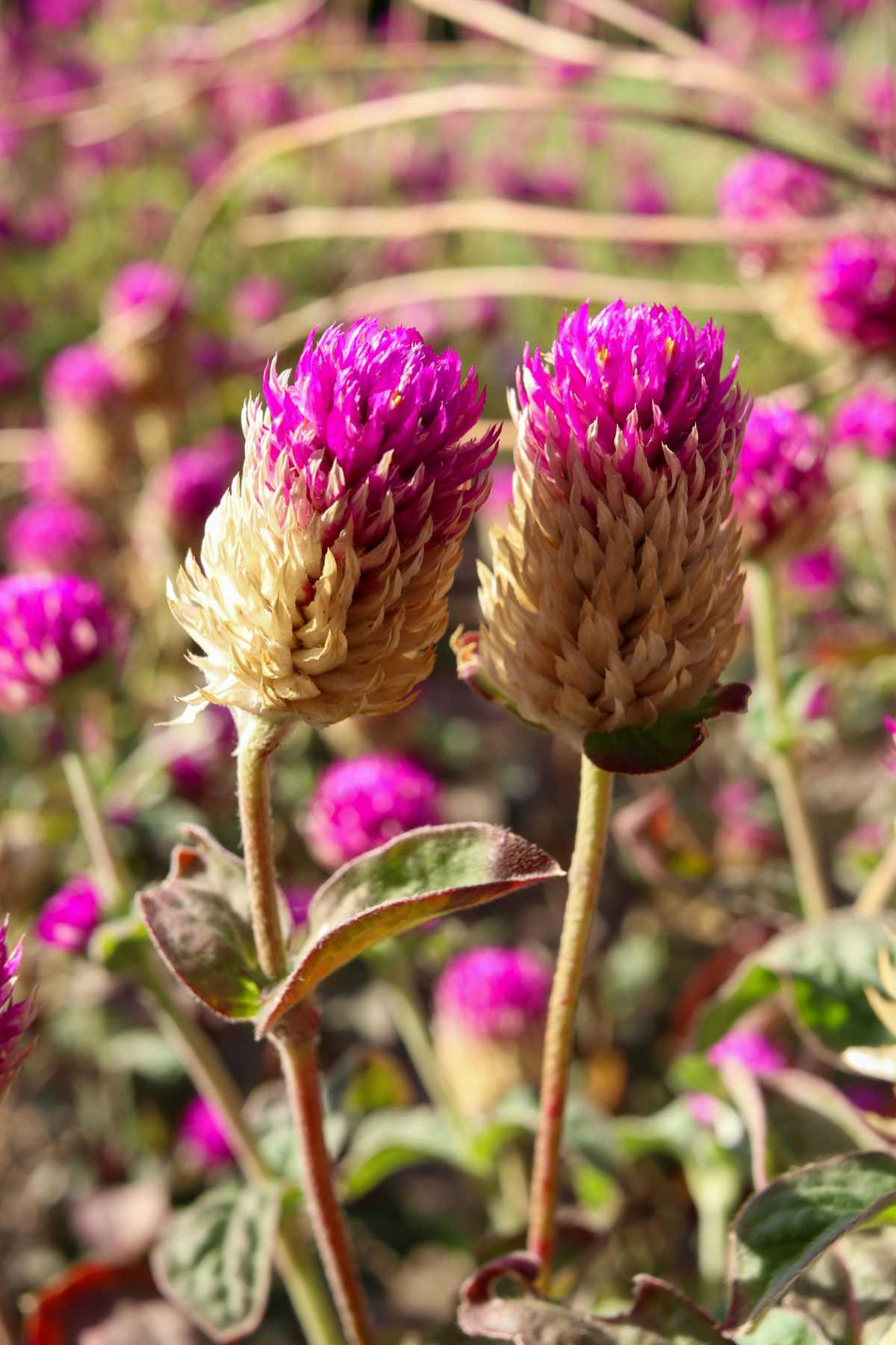 Plants not to plant with amaranthus