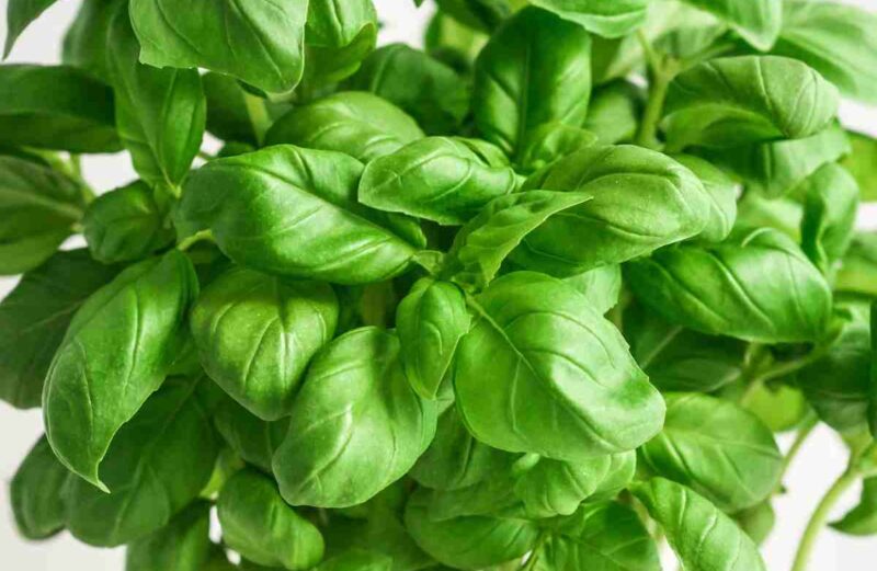 plants not to plant with basil