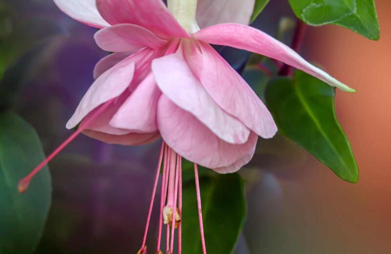 13 Plants Not to Plant with Fuchsia (And Why) plants not to plant with fuchsia