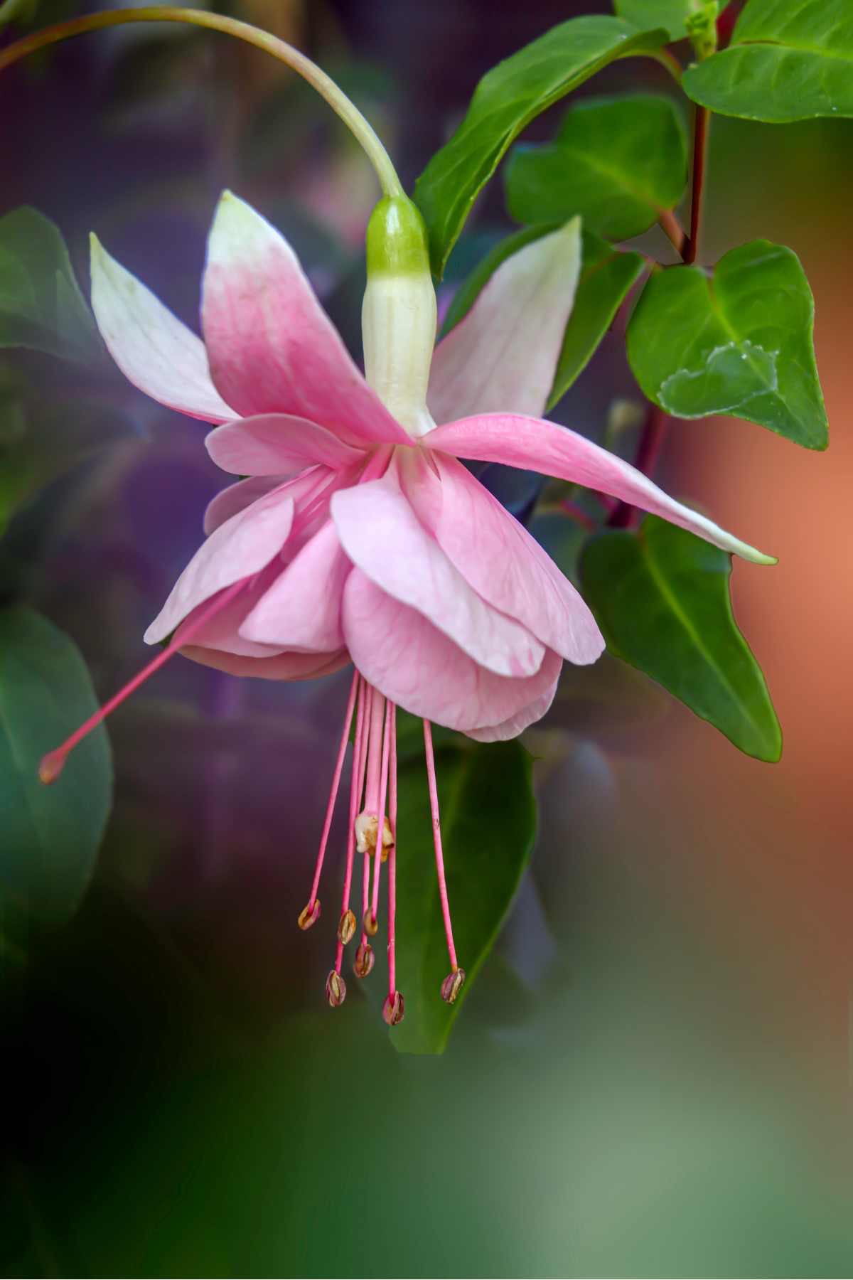 plants not to plant with fuchsia