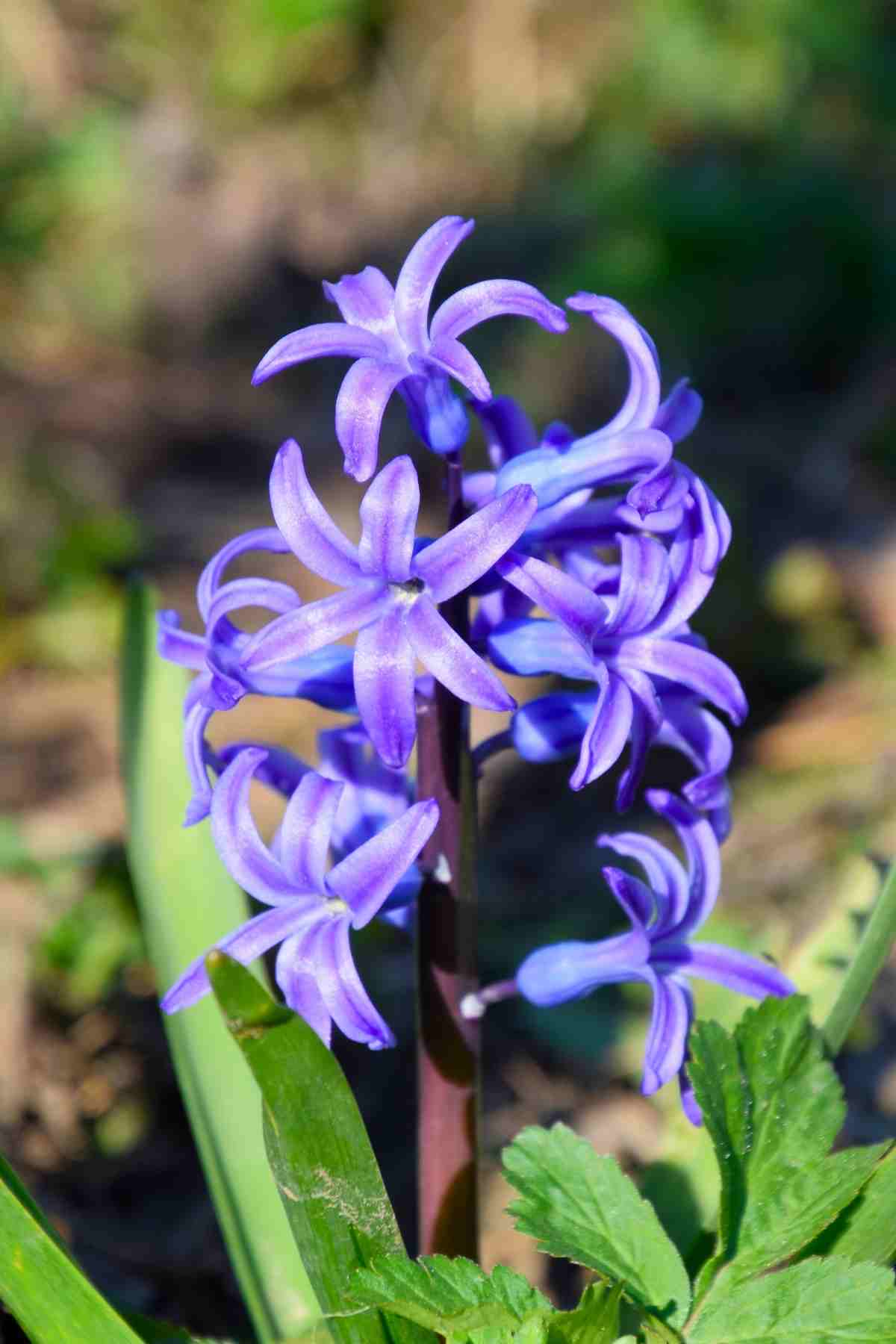 Plants not to plant with hyacinth