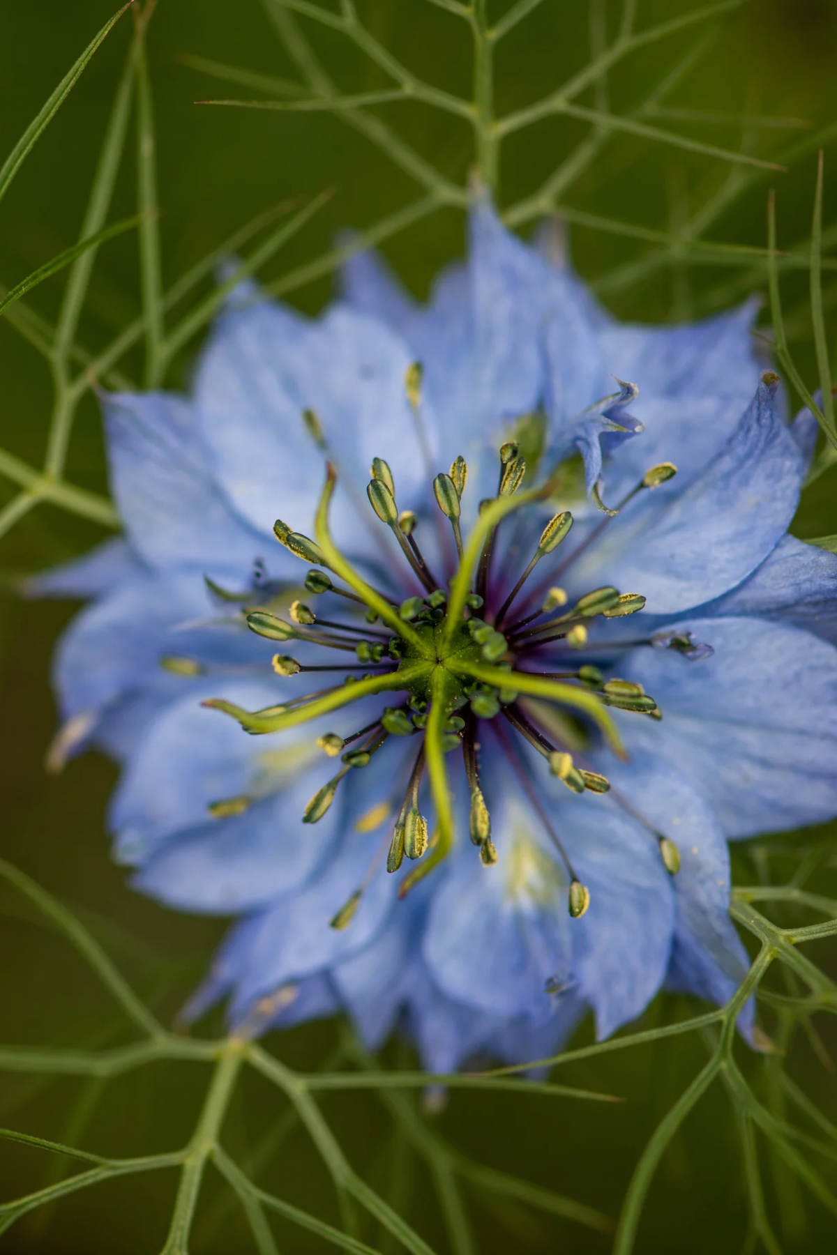 Plants not to plant with nigella