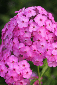 Plants not to plant with phlox