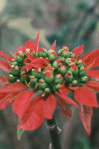 Plants not to plant with poinsettia