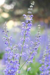 plants not to plant with salvia