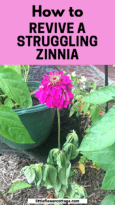 revive a struggling zinnia