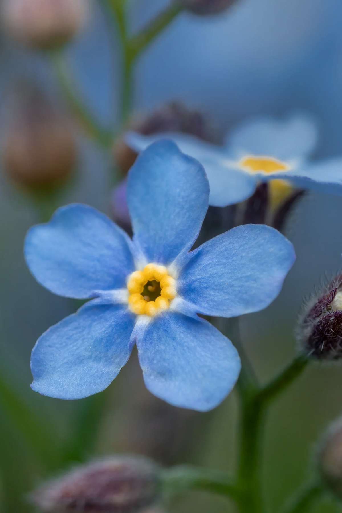 plants not to plant with forget me nots