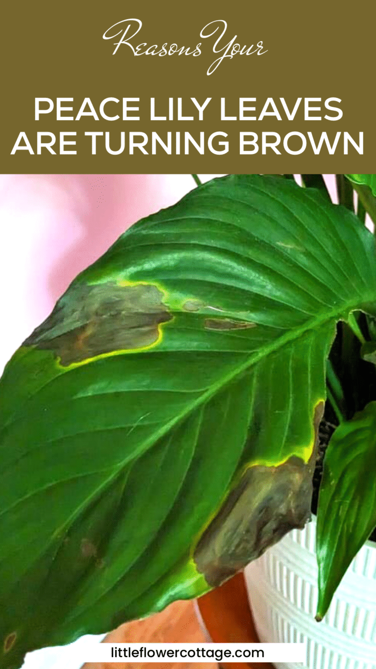 How to Save a Dying Peace Lily (A Step by Step Guide) - Little Flower ...