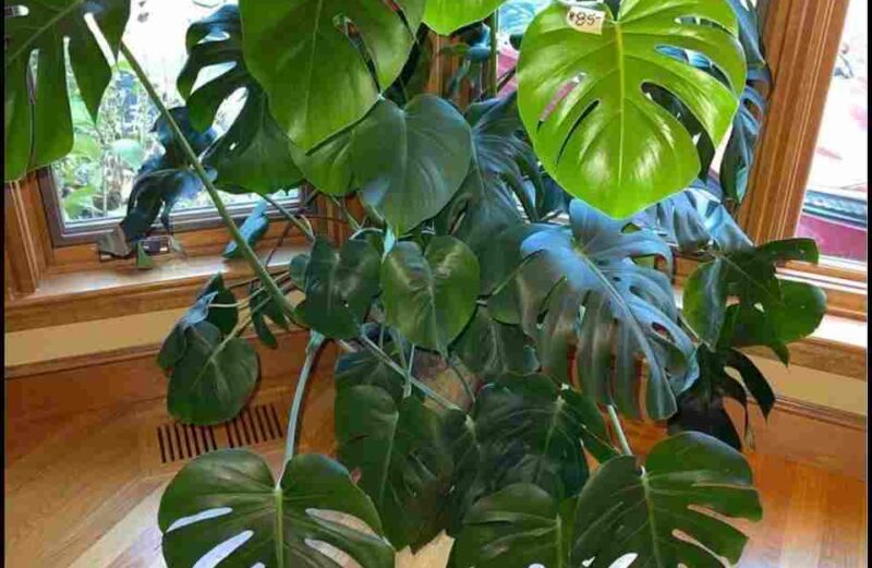 tips to make a monstera plant bushy
