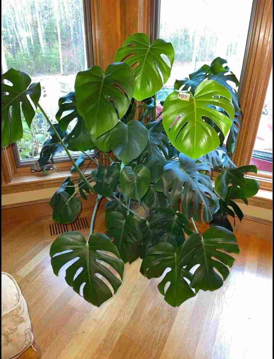 tips to make a monstera plant bushy