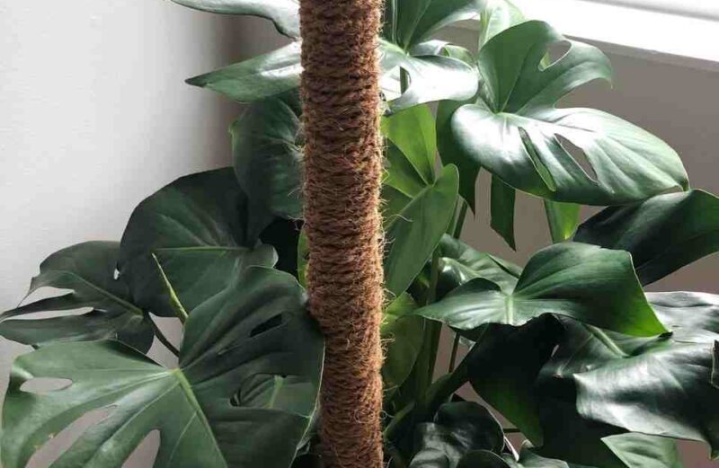 tips to train monstera to climb