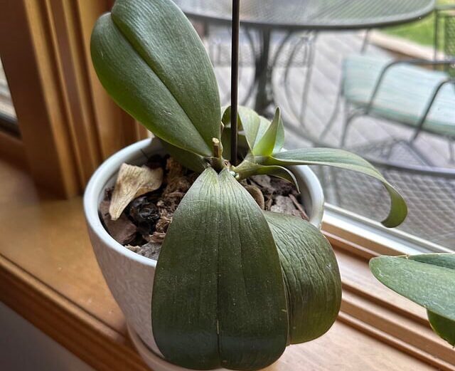 15 Reasons your Orchid Leaves are Drooping (with Fixes) why your orchid leaves are drooping