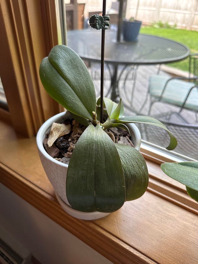 why your orchid leaves are drooping