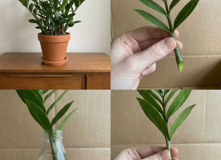 How to Propagate ZZ Plant: A Step-by-Step Guide propagate Zz plant