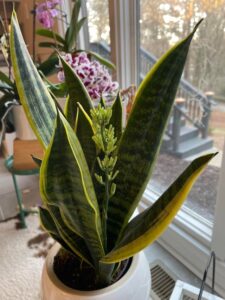 flowering snake plant