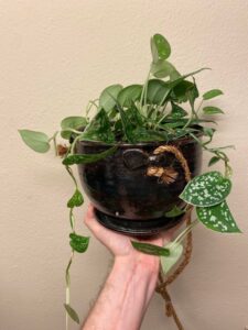 reasons for leggy pothos plants