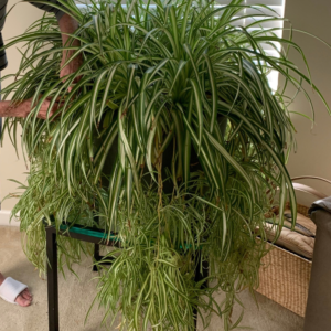 Bushy spider plant