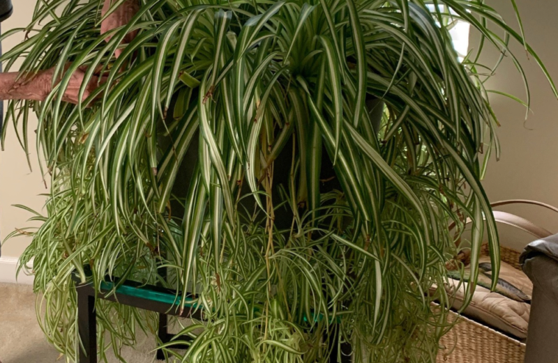 Bushy spider plant