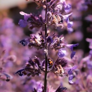 plants not to plant with catmint