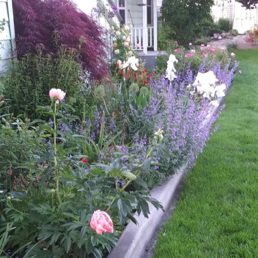 beautiful front garden flowerbed