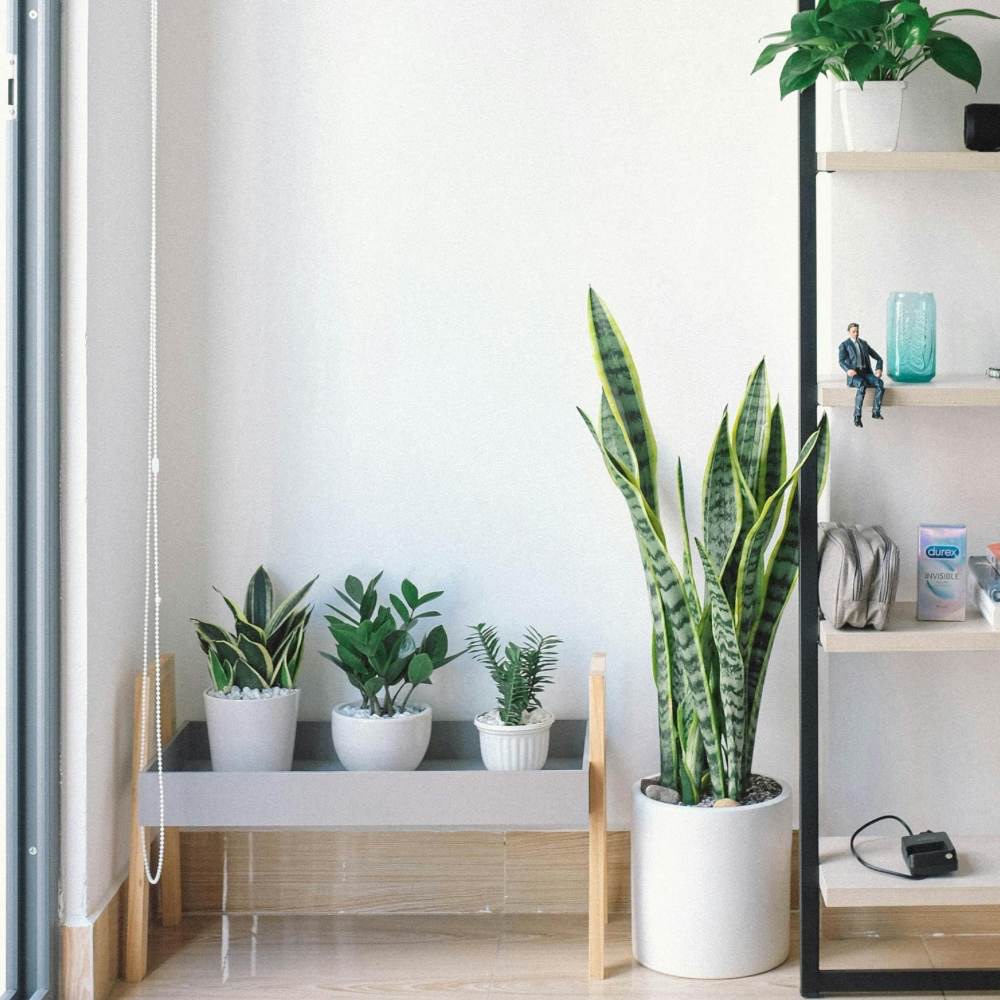 beginners houseplant care guide