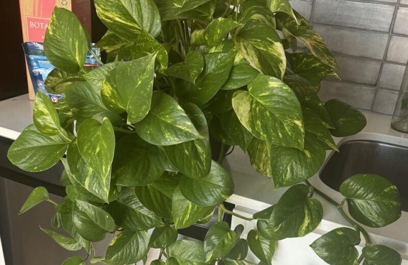 15 Benefits of Growing Pothos Plant benefits of growing pothos