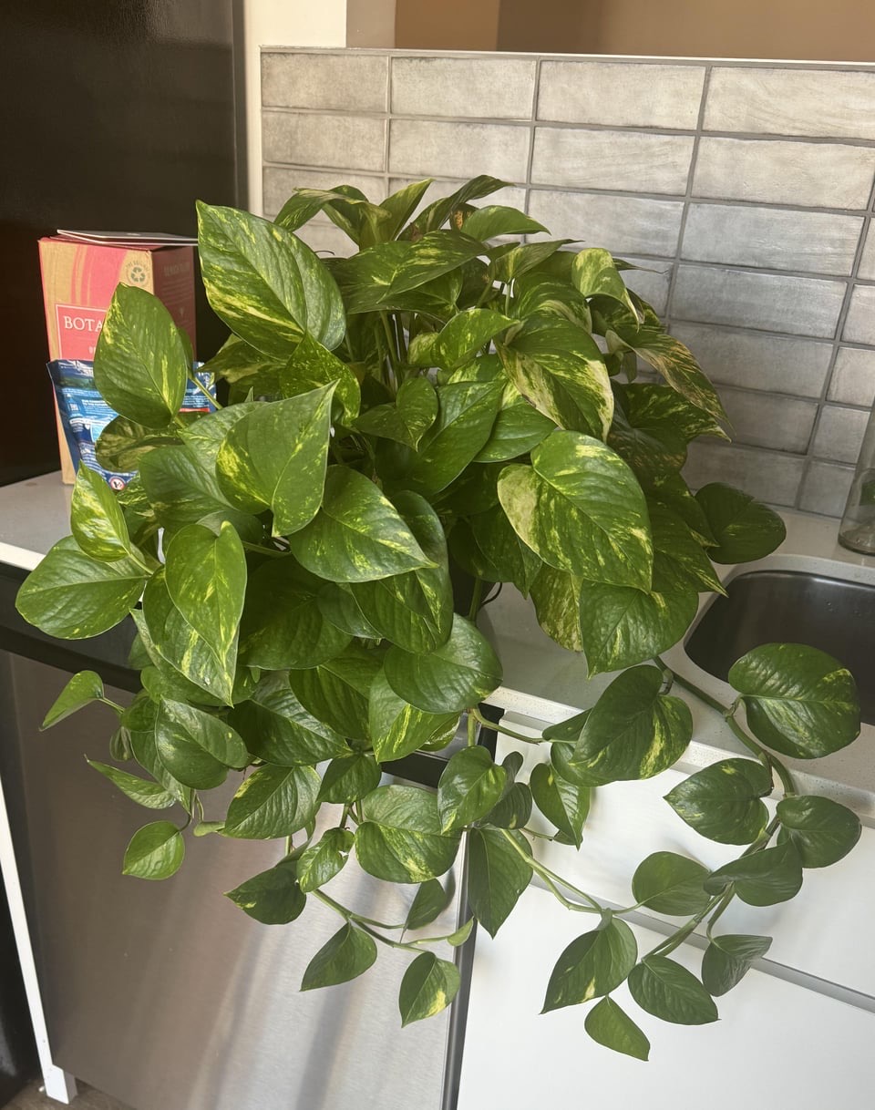 benefits of growing pothos