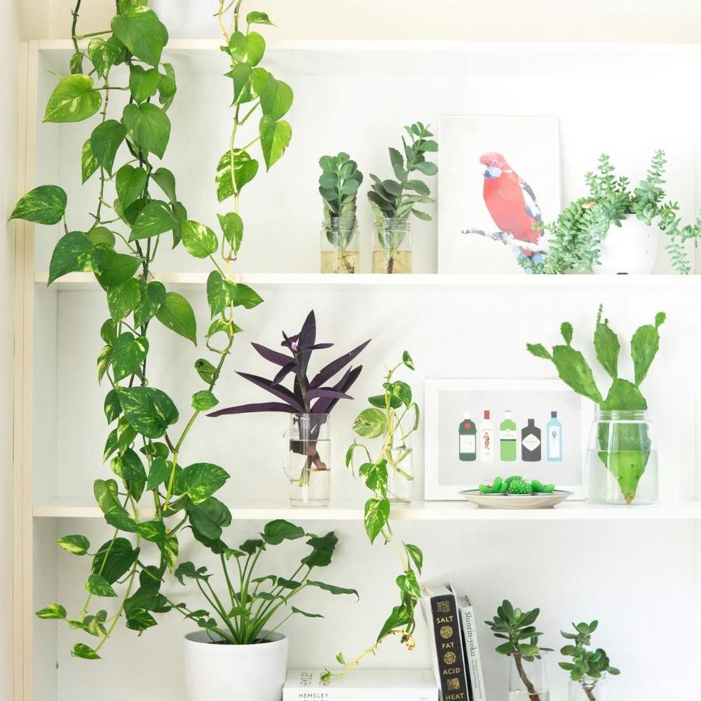 best indoor plants for bedrooms