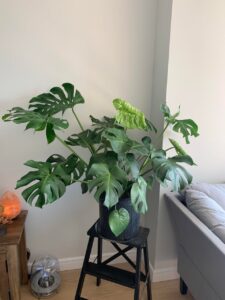 best monstera for beginners