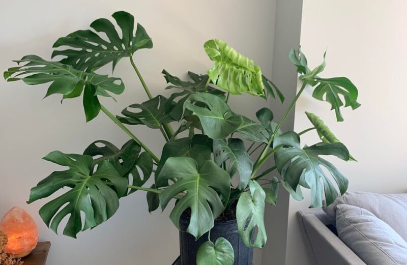 Best Monstera Plants for Beginners: Which Swiss Cheese Plant Is Right For You? best monstera for beginners