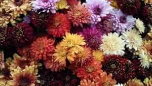 caring for chrysanthemums