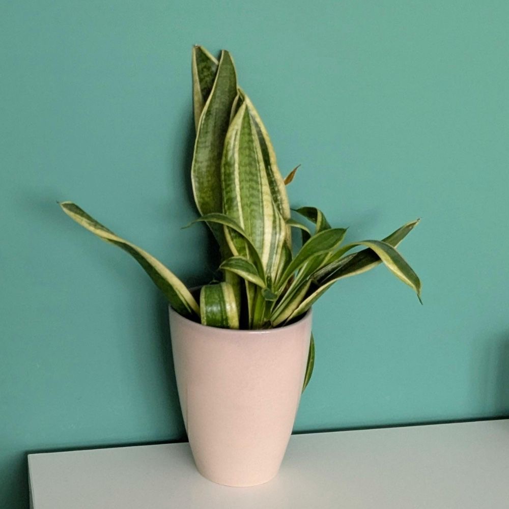 easiest houseplants for beginners