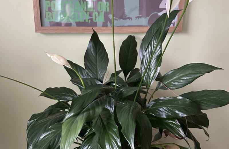 Best Fertilizer to Make Your Peace Lily Bloom fertilizer to make peace lily bloom