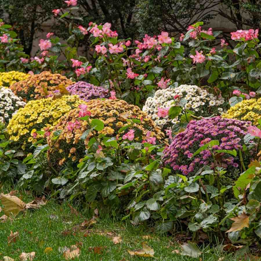 garden flower bed