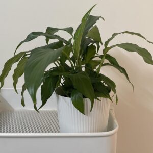 get rid of common peace lily pests