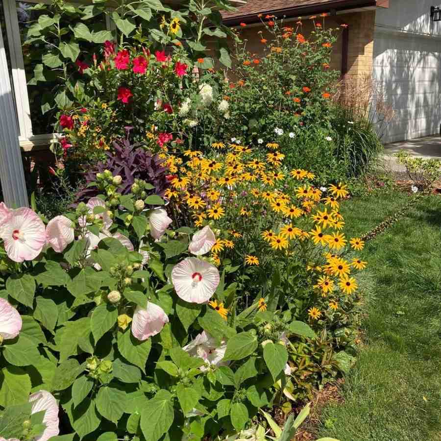 home garden flower bed