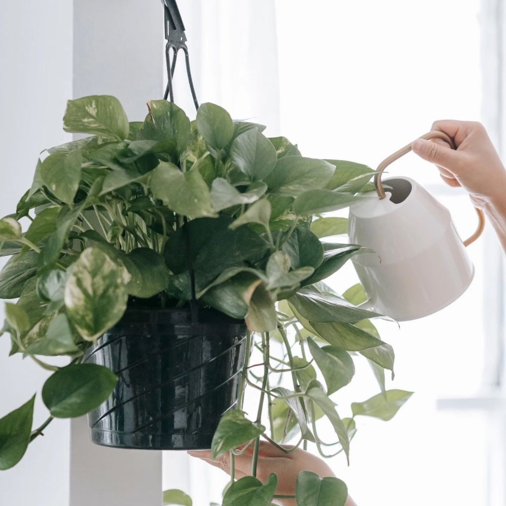 houseplants beginners can't kill