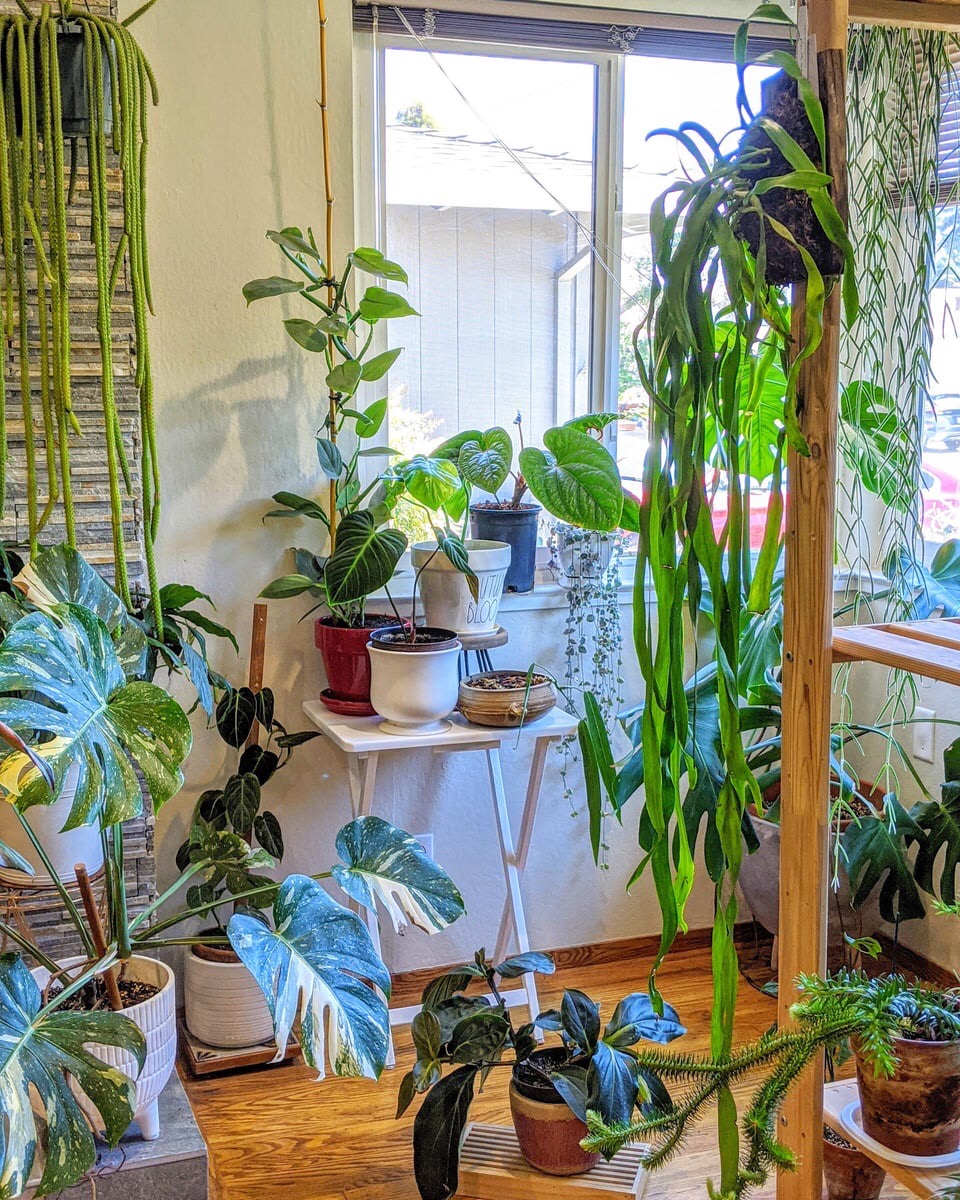 houseplants jungle home