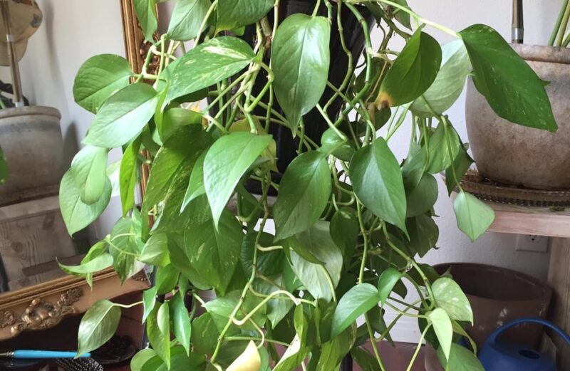 how to care for pothos indoors