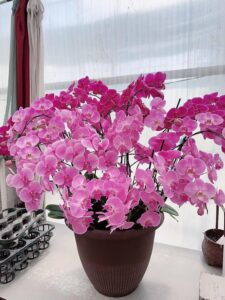 how to get orchid to rebloom