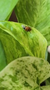 how to get rid of bugs on pothos