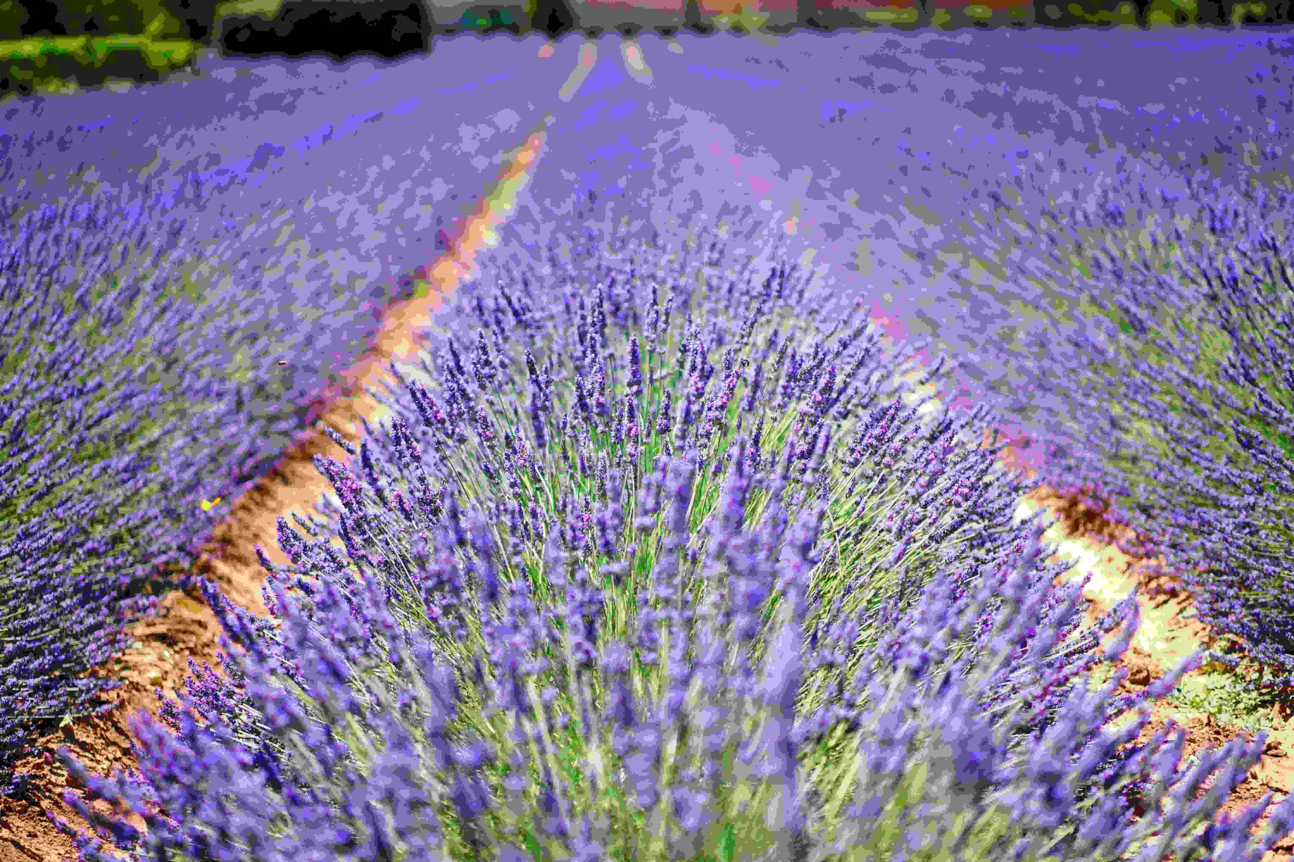 how to grow a lavender hedge