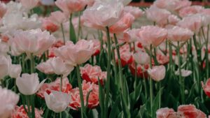 how to grow and care for tulips